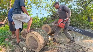 Struggling in puddles Cut down a raindrop tree for a beautiful chair [upl. by Dempsey]