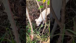 Dog finding mouse in potato tree [upl. by Ynnaj]