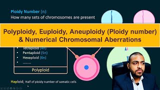 Polyploidy Euploidy Aneuploidy Ploidy number amp Numerical Chromosomal Aberrations [upl. by Rustice]