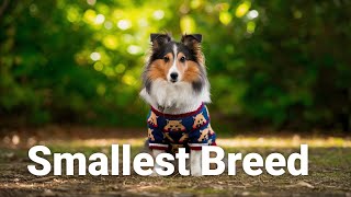 Shetland Sheepdogs The Smallest Smartest amp Most Stylish [upl. by Eelarat]