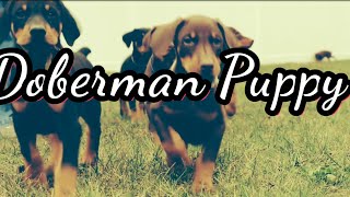 Getting a Doberman Pinscher Puppy [upl. by Philips]