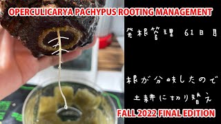 OPERCULICARYA PACHYPUS ROOTING MANAGEMENT FALL 2022 FINAL EDITION [upl. by Perren]