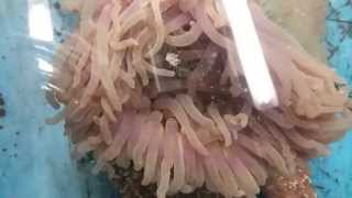 Sea Anemone Spawning [upl. by Comptom]