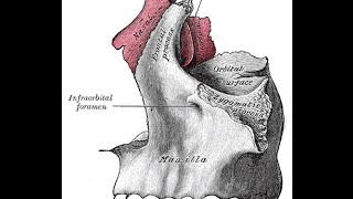 BAsic Anatomy of Maxilla [upl. by Tedi]