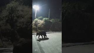 Bear 🐻 is slow moving near my bearwood castle viralshort animals [upl. by Nnylimaj]