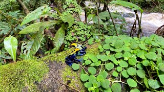 POISON DART FROG Dendrobates tinctorius in natural habitat in the Brazilian Amazon [upl. by Marrilee]