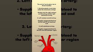 BRANCHES OF ARCH OF AORTA 🧐👀💯aorta branchesofaorta heart PhysioBerry29 [upl. by Idmann]