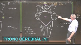 Anatomie du tronc cérébral 1 Neuroanatomie 3 [upl. by Nnaasil]