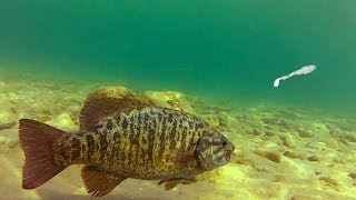 Sight Fishing Smallmouth Bass [upl. by Ware833]