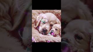 doglover dog maa love cutebaby [upl. by Odey]