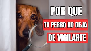 Por qué tu perro sigue vigilándote 10 razones asombrosas [upl. by Demmy641]