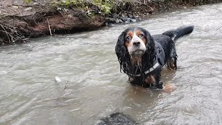 Water Dogs in river running through Tehidy woods [upl. by Rufford]