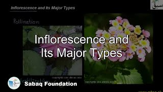 Inflorescence and its Major Types Biology Lecture  Sabaqpk [upl. by Ttehc487]