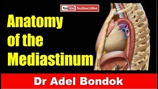 Mediastinum Dr Adel Bondok [upl. by Eamanna277]