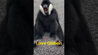 Gibbon and Zookeeper [upl. by Elinor]