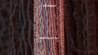 quotMyofibrils The Contractile Engines of Muscle Fibersquot [upl. by Egief398]