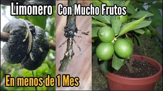 Como tener un limonero en Maceta cargado de frutos en menos de un mes [upl. by Largent]