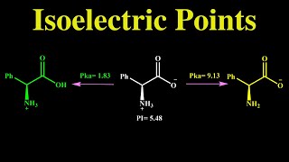 Amino Acids Isoelectric Point and Their Structures in different PH [upl. by Eisdnyl]