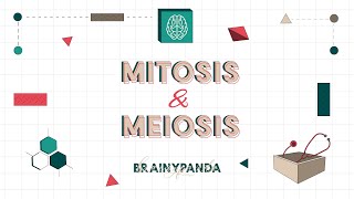 Mitosis dan Meiosis Bedanya Apa  Biologi Sel  Brainy Panda [upl. by Stranger]