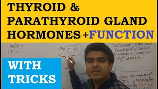 Thyroid Hormone Function  Thyroid Hormone Hindi  Parathyroid Hormone Function  Endocrine System [upl. by Ahsiral]