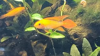 Apistogramma Agassizii Fire Red [upl. by Julide503]