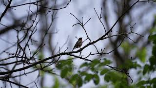 Zięba  Eurasian chaffinch  Fringilla coelebs [upl. by Ecertak]