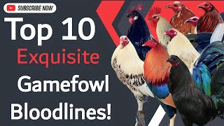 Top 10 Exquisite Gamefowl Bloodlines🐓𝗕𝗼𝘆𝗮𝗸𝘇 𝗕𝗮𝗰𝗸𝘆𝗮𝗿𝗱 [upl. by Esojnauj596]