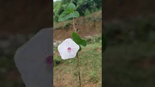 Flowers of Ipomoea sepiaria climber [upl. by Ramedlav633]