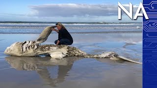 HalfEaten Great White Shark Bodies Keep Washing Up [upl. by Estrella]