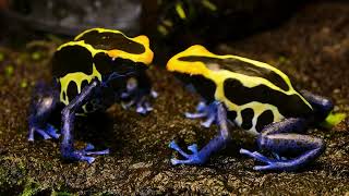 Golden Poison Dart Frog Natures Deadly Beauty [upl. by Heidi]