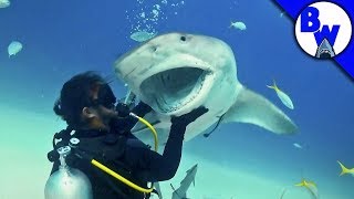 Tiger Shark Encounter – Directors CHOMP [upl. by Borek41]