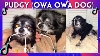 Pudgy owa owa dogFunniest TikToks compilation Part 1 [upl. by Ilah]