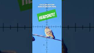 Unreal Accuracy  Headshot  FX DRS Classic  FX Airguns  Best PCP Airguns in the world [upl. by Decca171]