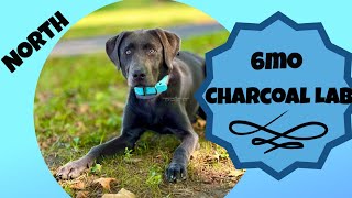 6mo Lab North  Best Delaware Dog Trainers  Off Leash K9 Training Delaware [upl. by Gilligan580]