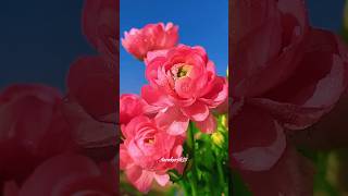 Beautiful Elegant Ranunculus Asiaticus satisfyingshorts [upl. by Neeruam]