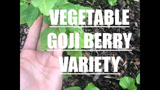 Rare Goji Berry  Large Leaf Variety [upl. by Osyth894]