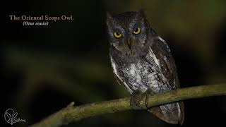 Oriental Scops owl [upl. by Ococ]