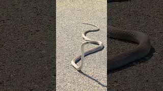 BOOMSLANG South Africas Most Venomous Snake [upl. by Tdnerb270]