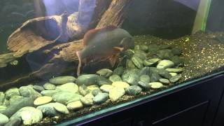 Mangrove Jack Feeding 5 Goldfish [upl. by Edalb172]