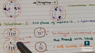 Meiosis Tamil [upl. by Allimrac383]