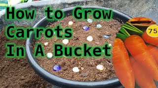 How to Grow Carrots In A Bucket A Step By Step Guide [upl. by Charlie519]