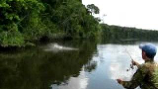 tarpontrapoen in suriname [upl. by Aniger549]