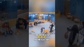 Mata anjing emang gak pernah salah🤣🤣🤣 [upl. by Isbel253]