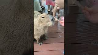 capybara animals edit cute funny animal [upl. by Noyerb]