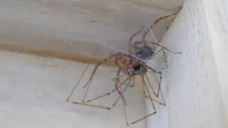 Tegenaria domestica kills pholcus phalangioides [upl. by Esaj]