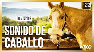 ¡El Misterioso Sonido de los Caballos ¿Por qué Hacen Ese Ruidito [upl. by Slade145]