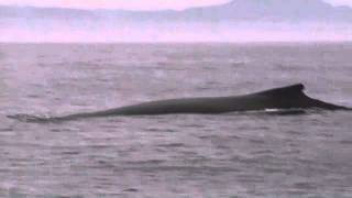 Humpback Whales off Depoe Bay Oregon [upl. by Ermey]