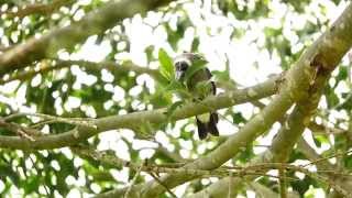 Juvenile Australian Magpie Gymnorhina tibicen [upl. by Canty]