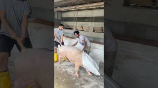 Pig removed shortvideo youtubeshorts [upl. by Eugnimod]