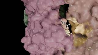 3D Animation of the Mechanism of Action of Acetylcholine and its Transmembrane Receptor [upl. by Notwen]